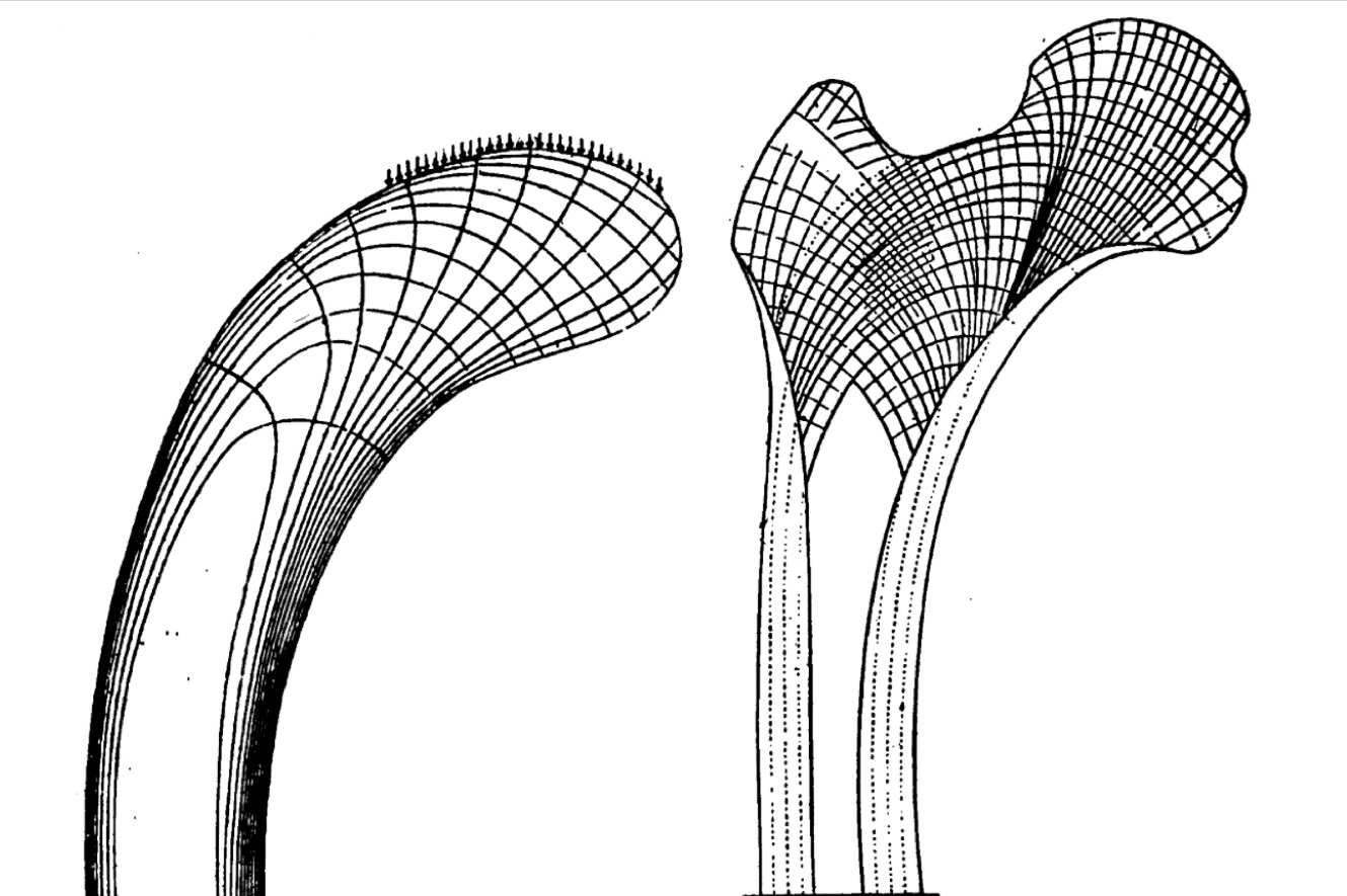 <strong>Figure 3:</strong> Comparison of the pattern of forces in the head of a mechanical crane, left, and a thigh bone, right, from D’Arcy Wentworth Thompson (1917) figure 335 p. 683.