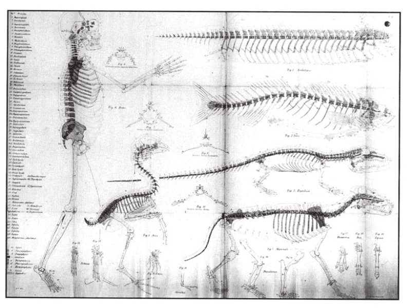 <strong>Figure 4:</strong> ‘Archetype of the vertebrate skeleton’ (top right) devised by the 19th century palaeontologist Richard Owen, together with the skeletons of different species derived from the archetype.