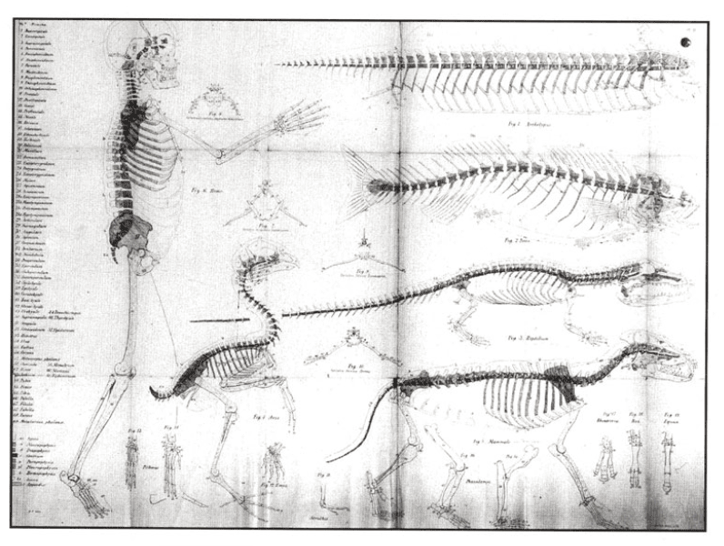 <strong>Figure 4:</strong> 'Archetype of the vertebrate skeleton' (top right) devised by the 19th century palaeontologist Richard Owen, together with the skeletons of different species derived from the archetype.