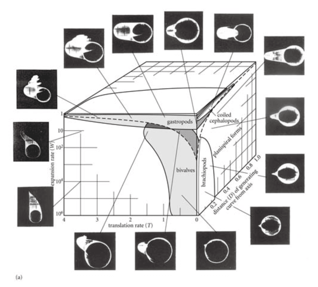 <strong>Figure 6:</strong> A 3D morphospace devised by the palaeontologist David Raup for the shells of gastropods. Shells of actual species A, B, C and D are found in discrete zones within the field of theoretically possible shapes for shells. Source: Raup (1966) with thanks to the Society for Sedimentary Geology.